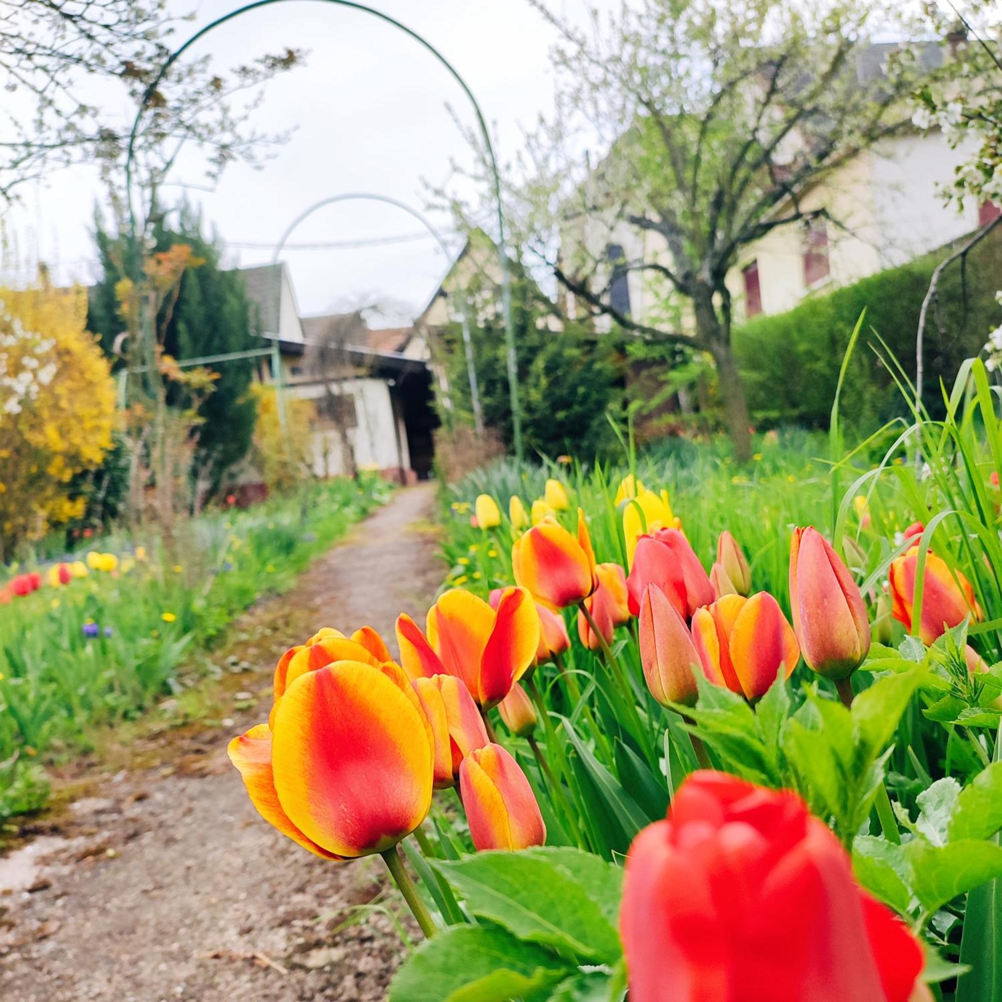 La Maison Flore ! Confort Et Nature Flexbourg Extérieur photo